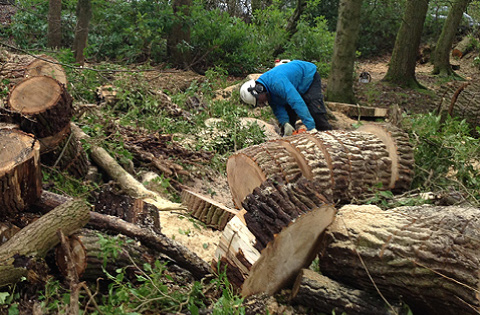 Tree Services Glasgow